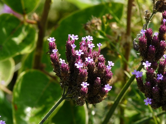 {Verbena bonariensis}